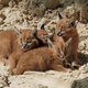 Illustration for article titled ZOMG BABY CARACALS AND BABY LEOPARD!!!